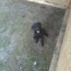 Free Puppies