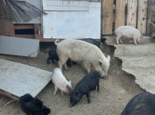 Mini Pigs