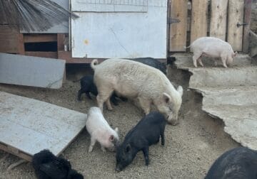 Mini Pigs