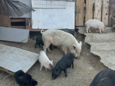 Mini Pigs