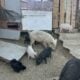 Mini Pigs