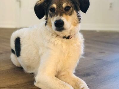 Great gentle dog but nipped a toddler guest