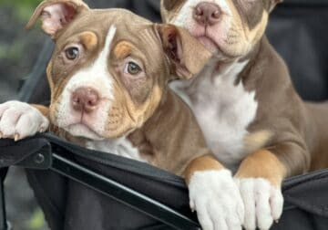 Adorable 14Week-Old American Bully Puppies for Sa