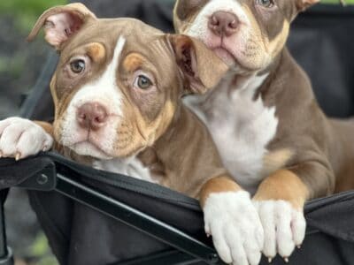 Adorable 14Week-Old American Bully Puppies for Sa