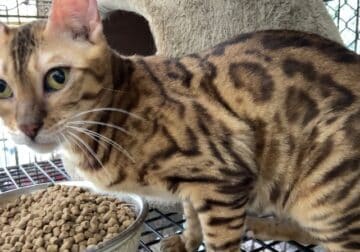 Bengal Kittens, snows, silvers, brown spotted