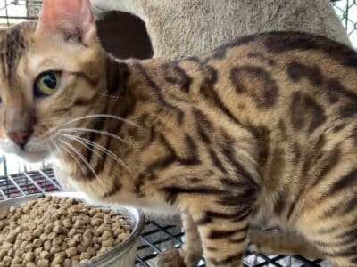 Bengal Kittens, snows, silvers, brown spotted