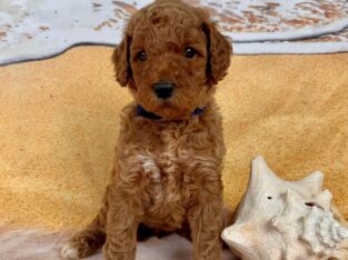 Standard Poodle Puppy A