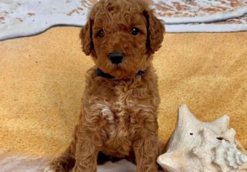 Standard Poodle Puppy A