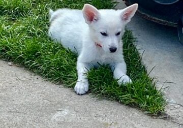 White Polar Bear German Shepherds