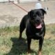 Rottweiler pups akc