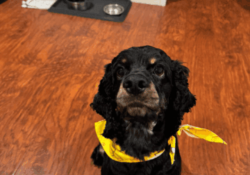 Snoop for adoption