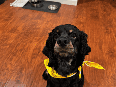 Snoop for adoption