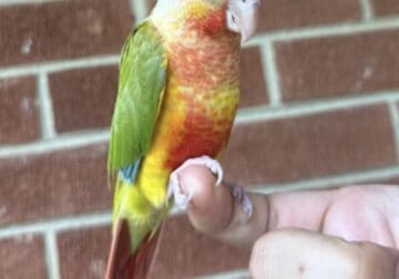 9 week old hand fed conures ready for loving homes