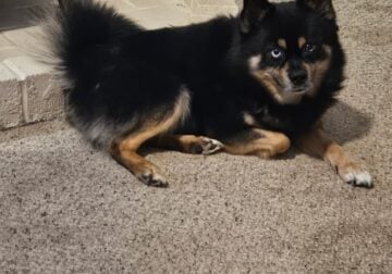 Pomsky searching for new home