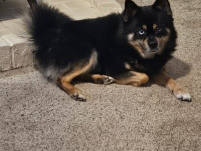 Pomsky searching for new home