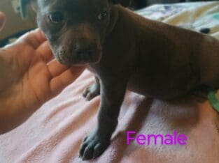 Pitbull puppies