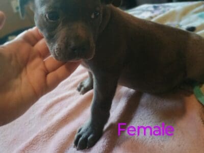Pitbull puppies