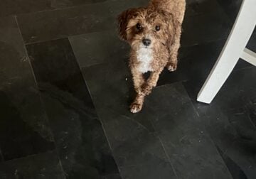 Toy Poodle
