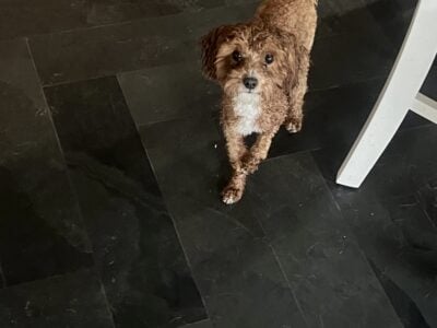 Toy Poodle