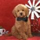 Mini Goldendoodle boy