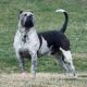 Blue Tri Merle XL American Bully