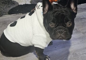 Male Frenchie for adoption