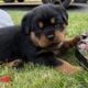 Rottweiler Puppies