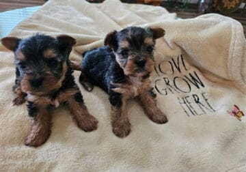 Yorkies