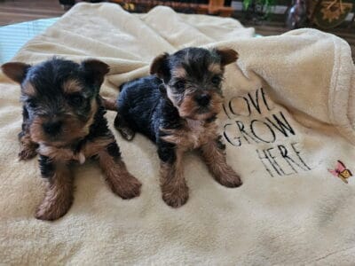 Yorkies