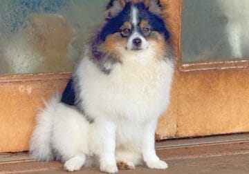 CKC Pomeranian: BUDDY