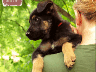 Dallas – German Shepherd Dog puppy