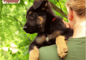 Dallas – German Shepherd Dog puppy