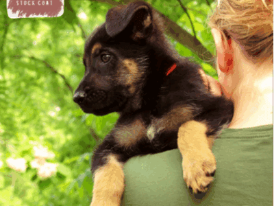 Dallas – German Shepherd Dog puppy