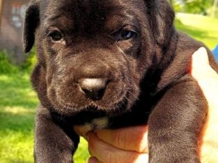 Cane Corso / Great Dane