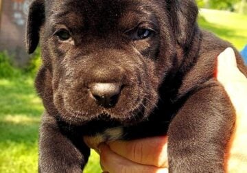 Cane Corso / Great Dane