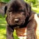 Cane Corso / Great Dane