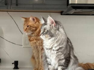 Maine coon kittens