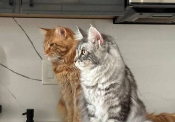 Maine coon kittens