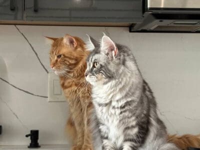 Maine coon kittens