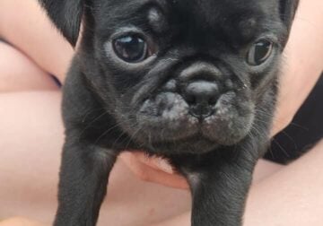 Pug Puppies