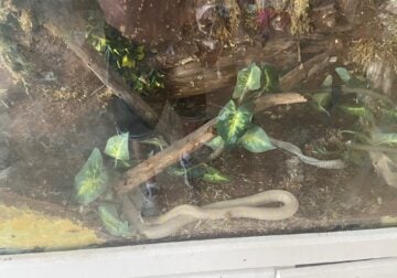Snake and cage free