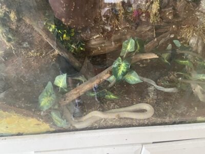 Snake and cage free