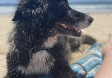 Moon – Sweet Husky/Wolfhound Mix