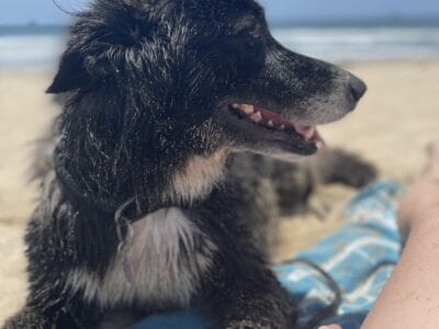 Moon – Sweet Husky/Wolfhound Mix