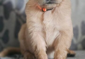 Golden Retriever puppies