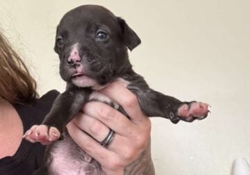 Newest puppy arrival gone on the 30th this month