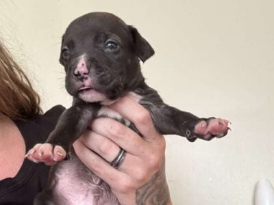 Newest puppy arrival gone on the 30th this month