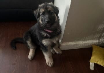 Female German Shepherd