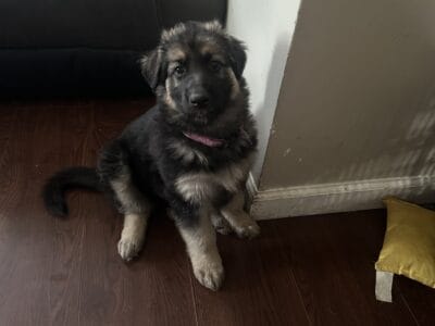 Female German Shepherd