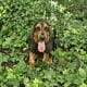 Bloodhound Puppies